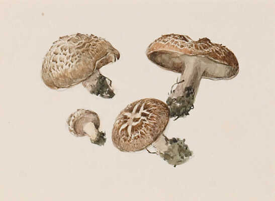 Шипиленко Александр Кузьмич. Лот из четырех рисунков грибов, закрепленных на одном паспарту: свинушка; подосиновик; гладыш; шампиньон 